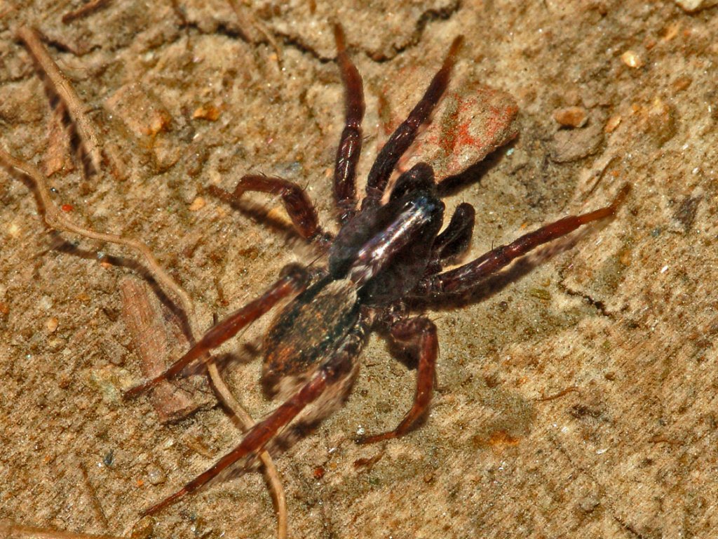 Un piccolo ragno (Lycosidae) in montagna